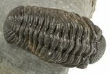 Detailed Morocops Trilobite - Ofaten, Morocco #323593-3